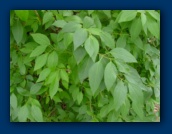 Forsythia leaves