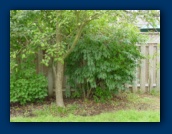 Apple Tree (middle)
Forsythia (right)