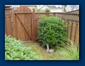 Forsythia (right)
Viburnum davidii (left)