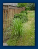 Bear Grass
before transplanting