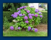 Hydrangea