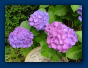 Hydrangea