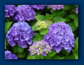 Hydrangea