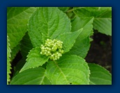 Hydrangea blossum
in early stages