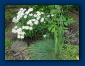 Shasta Daisies