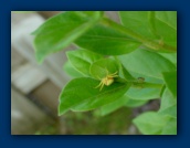 Crab Spider