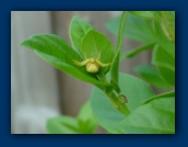 Crab Spider