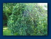 Plum Tree
overburdened with plums