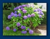 Hydrangea