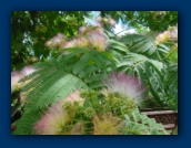 Mimosa Tree blossums