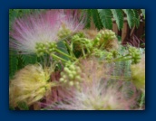 Mimosa Tree blossums