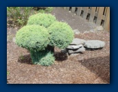 Topiary Bush