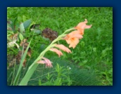 Gladiola?