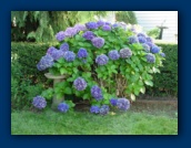 Hydrangea