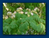 Mimosa Tree in bloom