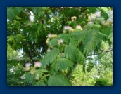 Mimosa Tree in bloom