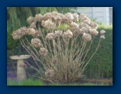 Hydrangea
(after the blooms dried)