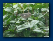 Bird at window