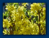 Forsythia in bloom