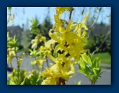 Forsythia in bloom