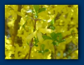 Forsythia in bloom