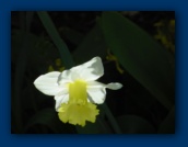 Daffodil