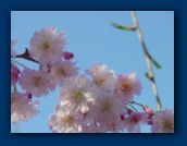 Ornamental Cherry