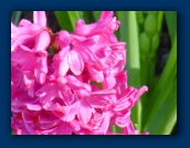 Hyacinth