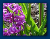 Hyacinth