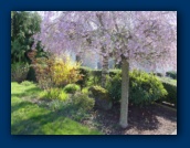 Ornamental Cherry,
Forsythia (yellow)