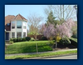 Golden Desert Ash (center)
Ornamental Cherry (right)