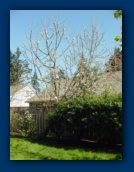 Cherry Tree in blossum