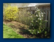 Forsythia (yellow)
Spring Bouquet (white)