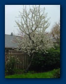 Cherry Tree in blossum