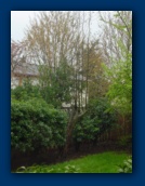 Apple Tree
growing back from trunk