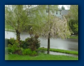 Birch Tree (left)
Ornamental Cherry (right)