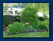 Lupin, Tulips, Forsythia