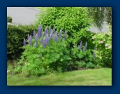 Lupin in foreground
Forsythia in background