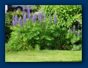 Lupin in bloom