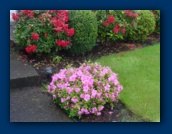 Azalea (front),
Rhododendrons/Boxwoods