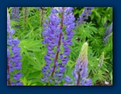 Lupin in bloom