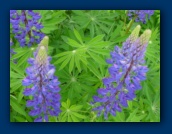 Lupin in bloom