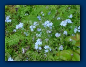 Forget-me-nots