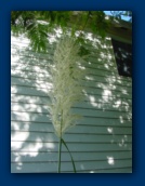 Plume from the Bear Grass