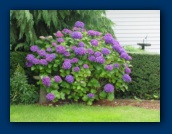 Hydrangea