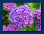 Hydrangea