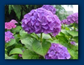 Hydrangea