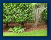 Laurel hedge, ferns,
leaning apple tree