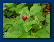 Strawberries growing
beneath the cherry tree