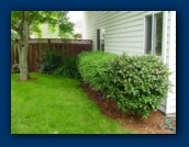 Camelia and
assorted other hedges